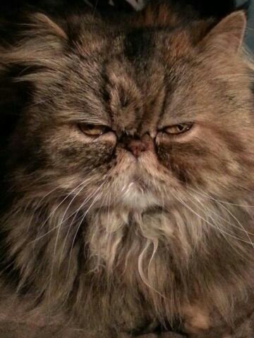 mmafan17901's profile picture. 