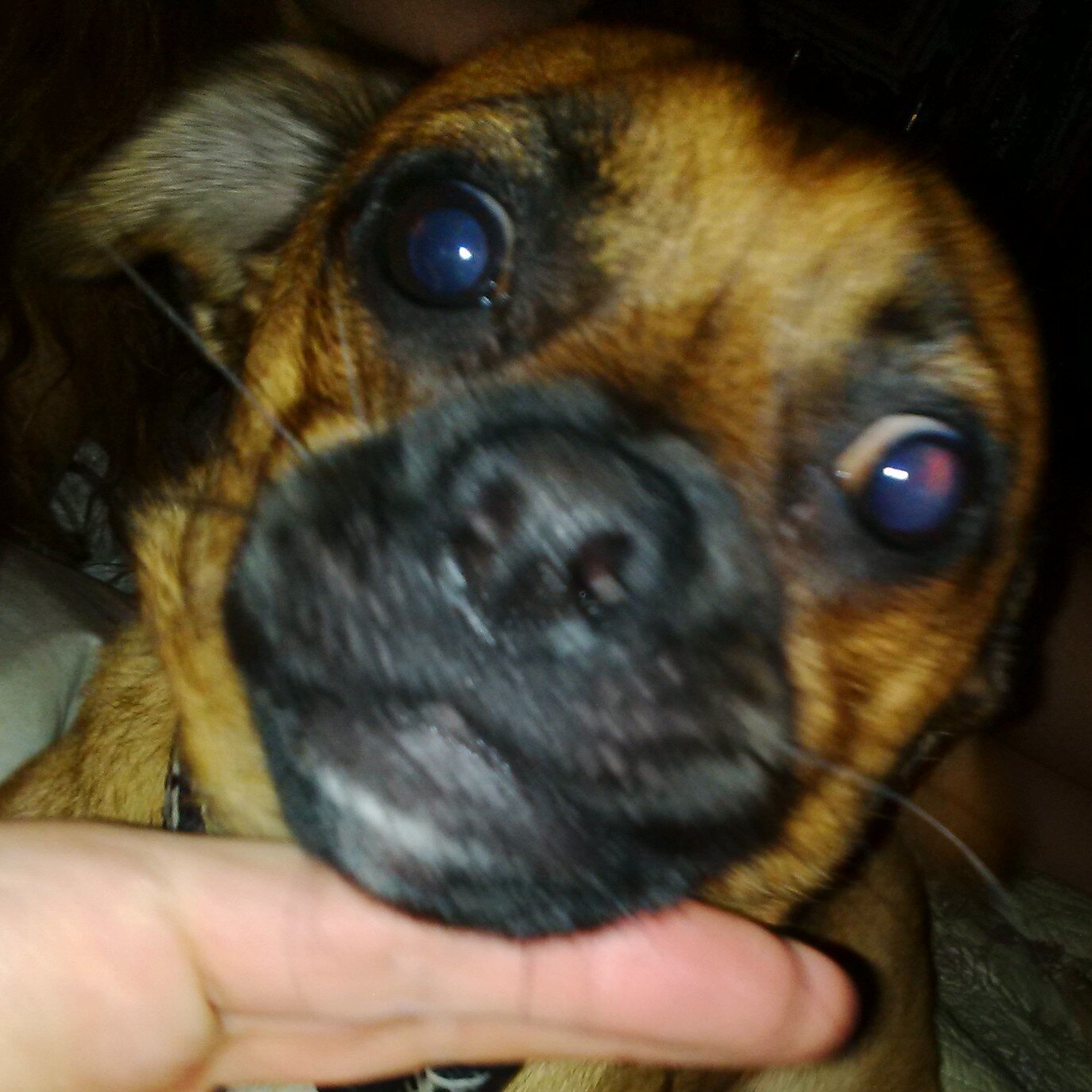 StimpyTheDog's profile picture. I LIKE PIGS EARS, BITING TOES AND POOPING IN HARD-TO-REACH PLACES