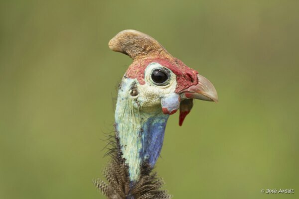 joseardaiz's profile picture. 