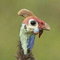 José Ardaiz (@joseardaiz) 's Twitter Profile
