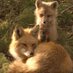 Snowfox (@sophianfox) Twitter profile photo