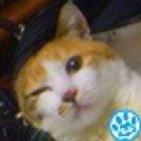 シャミコン (@shumise) Twitter profile photo