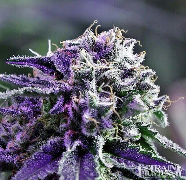 Marihuanamix's profile picture. desde pequeño mi sueño era volar ,ahora ese sueño lo hago realidad todos los dias al fumarme un petardo