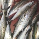 Dan Copeland - @ncbrooktrout - Twitter