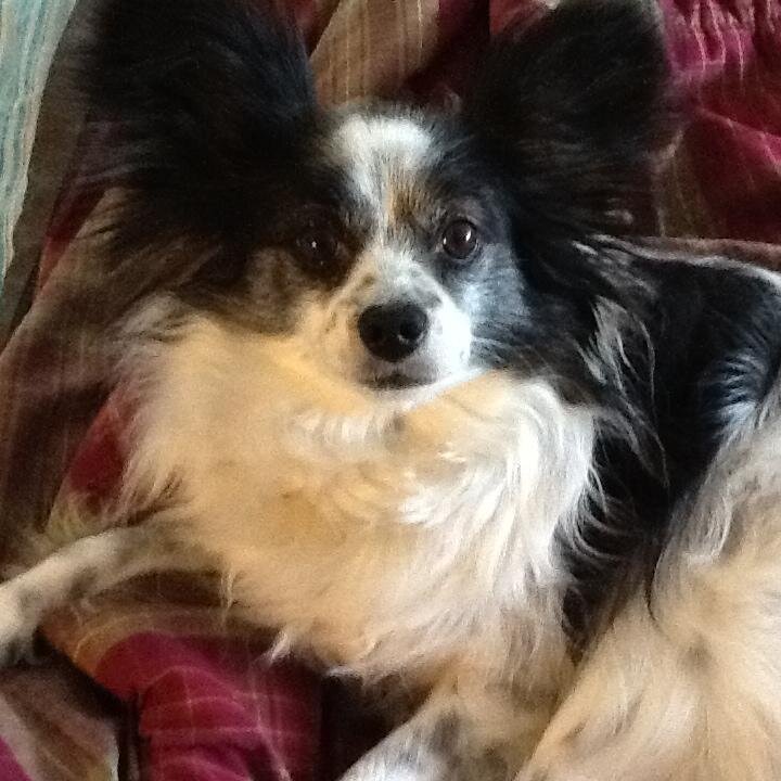 Spayed papillion looking for platonic relationships...