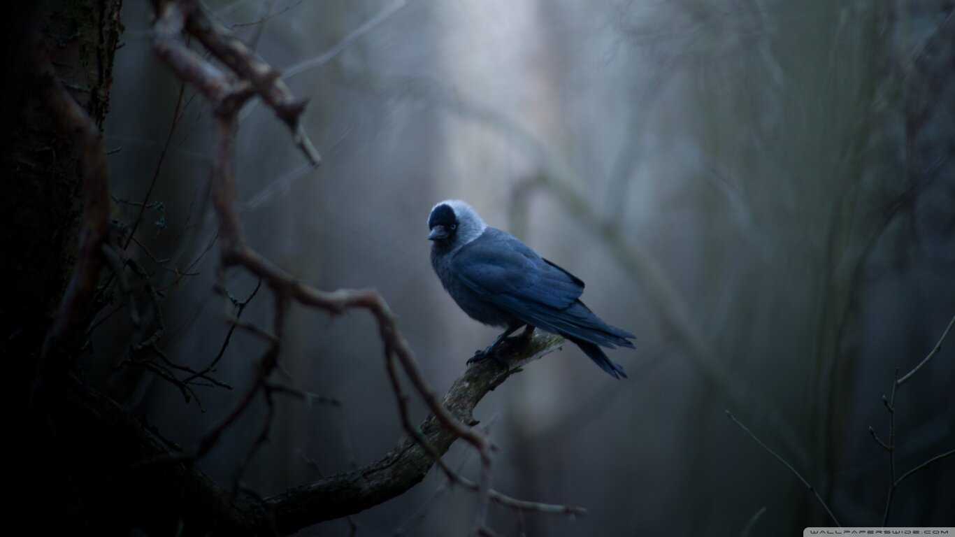 kapil7837541707's profile picture. 