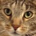Kingston Poley RIP (@kingstonpoley) Twitter profile photo