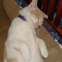 Dani Terry - @luckyfrogg - Twitter