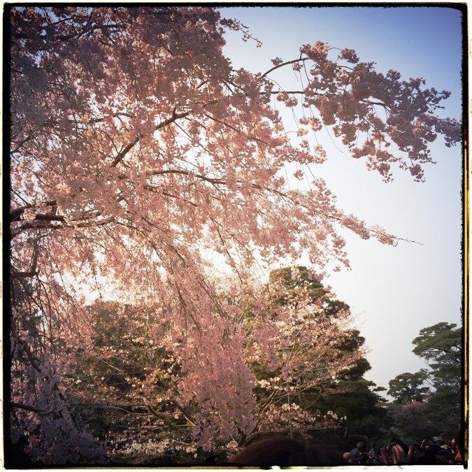 cmilululu's profile picture. 