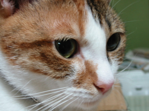 平凡な生活がこんなに難しい難しいものだということをひしひしと感じながら....。平凡な日日。これが一番です。
