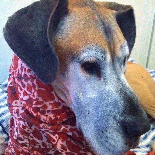 bloggerel's profile picture. I am a 10 year old Web 3.0 Great Dane!