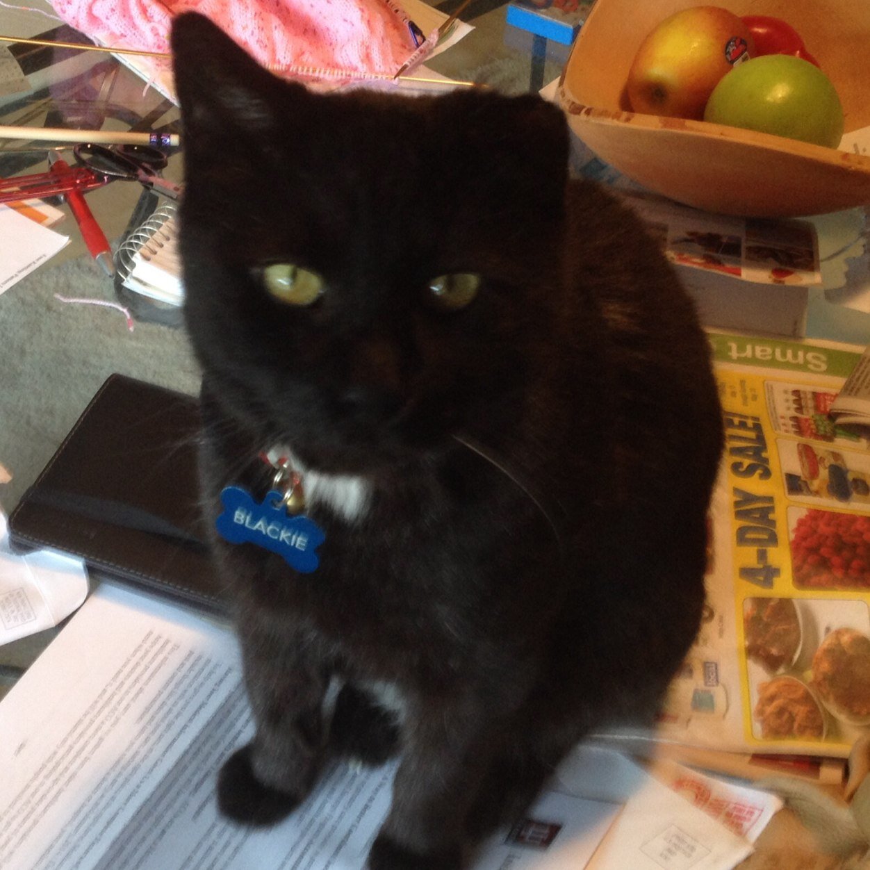 From the streets of Abingdon, VA to livin' large in Indy.  I'm a BAMF that enjoys catnip and I listening to metal with my Dad human.