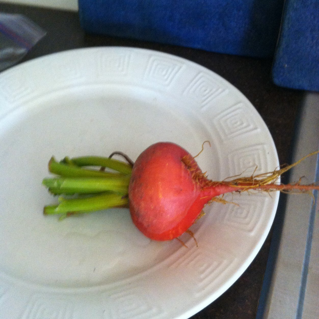 jill_duplessis's profile picture. teacher, reader, gardener, cook