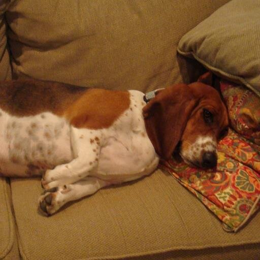 Once you get a basset hound - your life becomes different