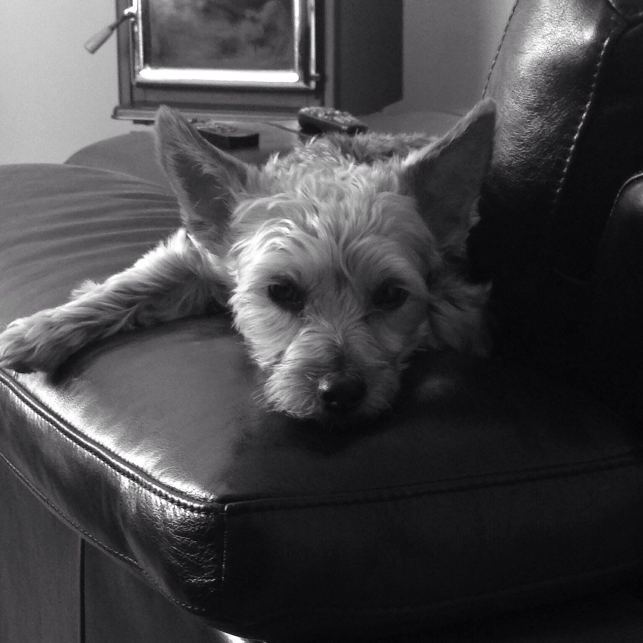 adoktor83's profile picture. Just a girl living life to the fullest.....cattle (Hereford)......fur babies....sober living......running....and law enforcement