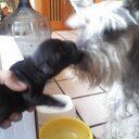 Bruno Alejandro  - @brunogenial4321 - Twitter