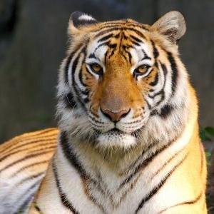 tradesolutions9's profile picture. 