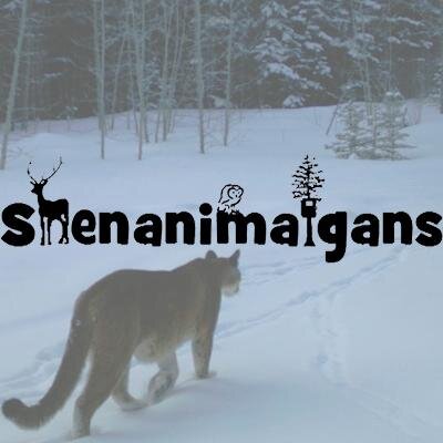 Foxes and cougars and bears, oh my! Incredible trail camera photos that showcase the shenanigans Alberta's wildlife are up to.