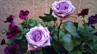 bernat_mari's profile picture. 