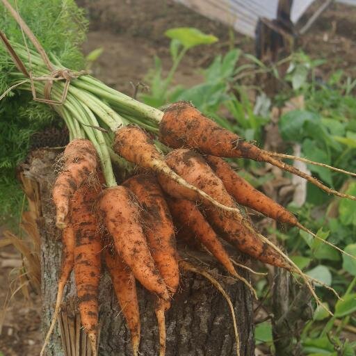 We Provide Organic Vegetables & Fruits From Our Farm.
We Also Do Home Delivery In All Bali