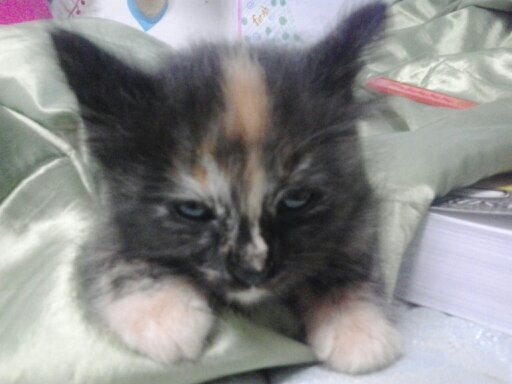 beby single beby single