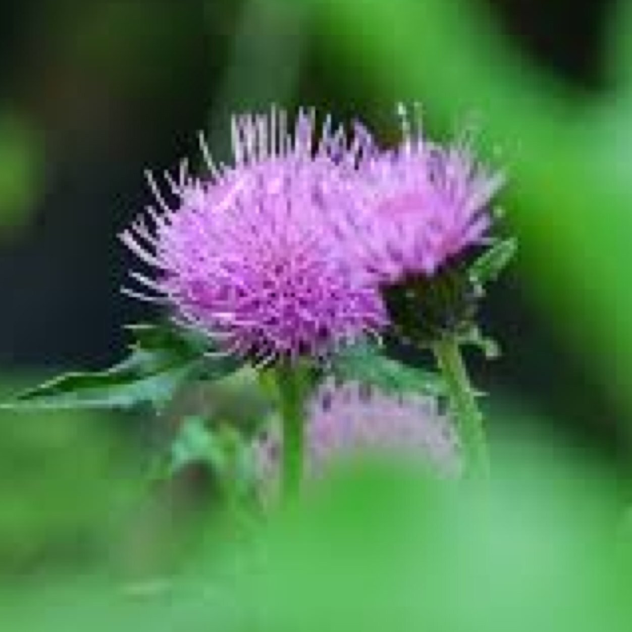 efude6's profile picture. 