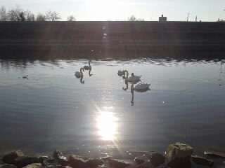 partyinNS's profile picture. turisticke ture, vojvodjanski salasi, jahnje konja, letenje avionom, skakanje padobrnom...