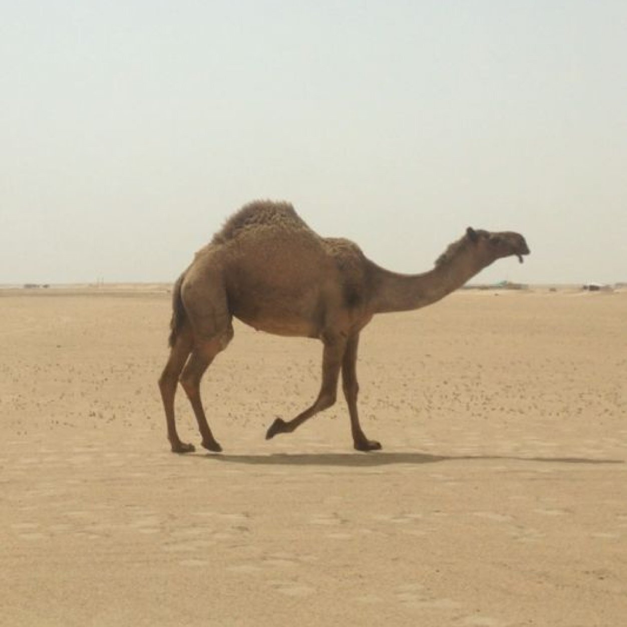 واحرص انا بوصيك باغلى الفحوله ترا الجمل ياخوك يعدل خملها