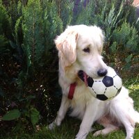 PROFI SELIM  (@sevdayalavac) 's Twitter Profile