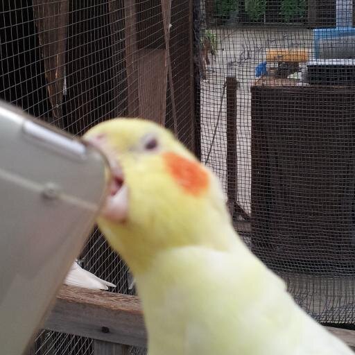 誰がチキンやねん