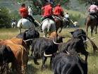 Viva Las fiestas de San Juan y Viva Soria