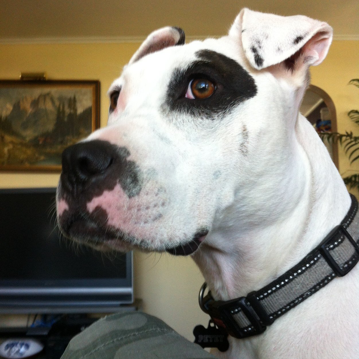 DangerSteak's profile picture. 