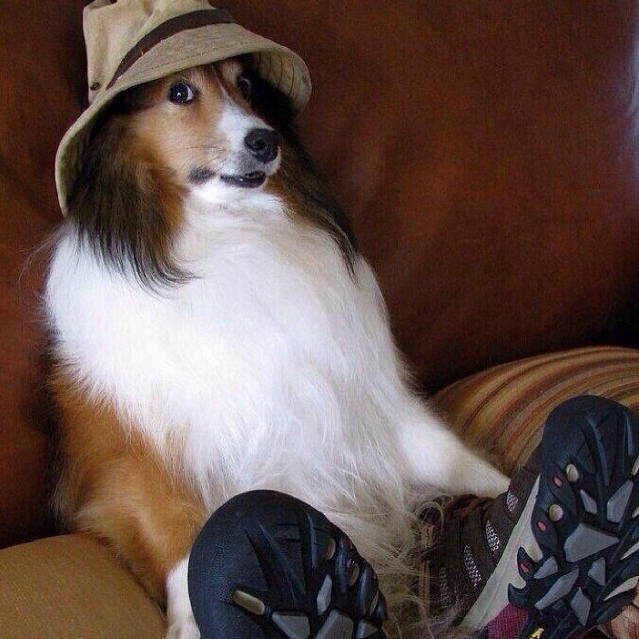 #FollowTrick #FollowTrickDog #WoofWoof