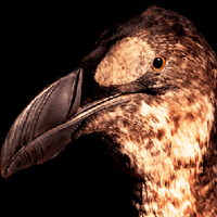 TCD Zoology Museum (@tcdzoomuseum) 's Twitter Profile