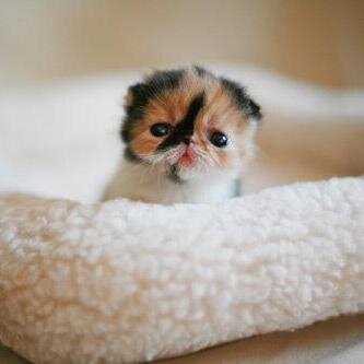 I love all animals!