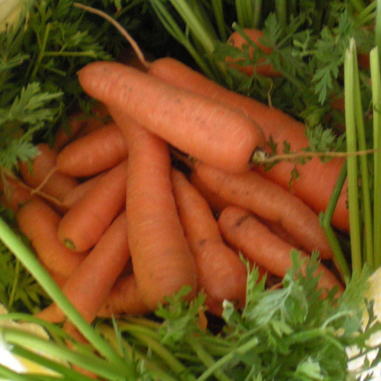 Information about Vegetarian cuisine. All about great food without meat or other animal tissue products. The right way of living.