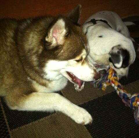 CipatCirotte's profile picture. restaurateur pdt 30 ans je suis maintenant prof ds 1 école hôtelière et j'ai 1 organisme de formation professionnelle. Passion le rugby et fan du Stade Français