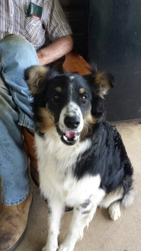 followingmyking's profile picture. Christian. Student. Employee. Friend. Girlfriend. Daughter. Sister. Aunt. Leader. Follower. Mentor. Adventurer. Outdoor Lover.