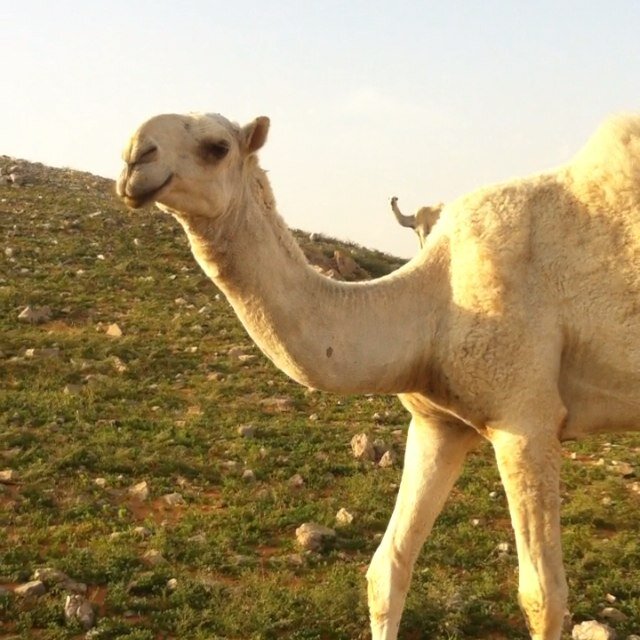 ibnhejji2's profile picture. 