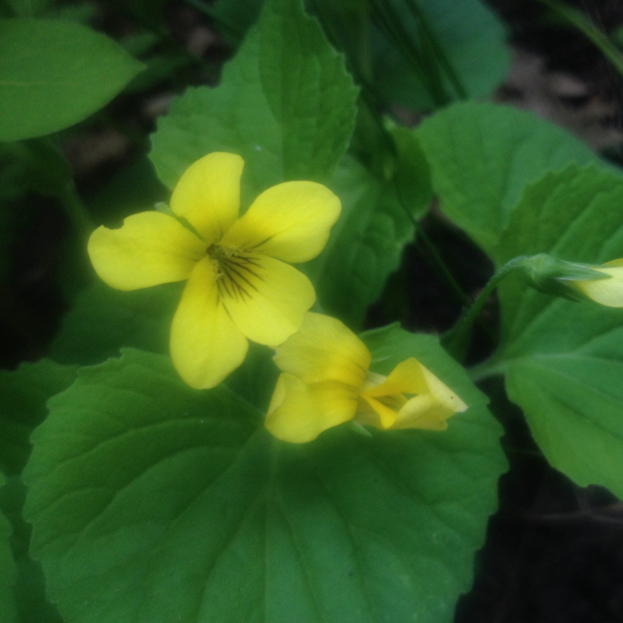 emilyb444's profile picture. 