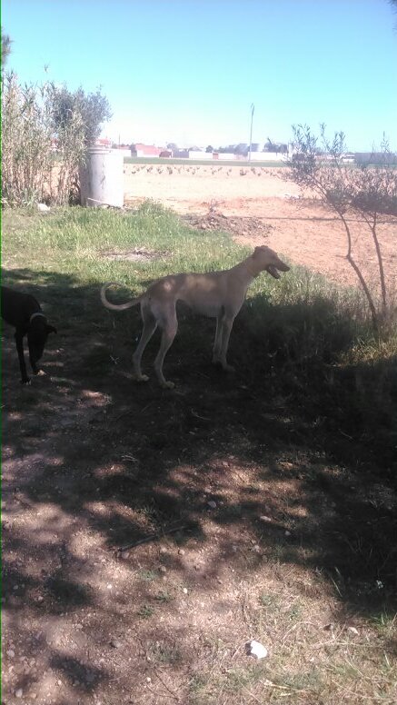 galgosromero's profile picture. 