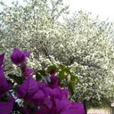 Cheryl Conrad - @conrad1450 - Twitter