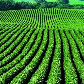 AdenJim's profile picture. Owner of Aden Diversified Ag and Founder and CEO of Crop Tech Solutions LLC.