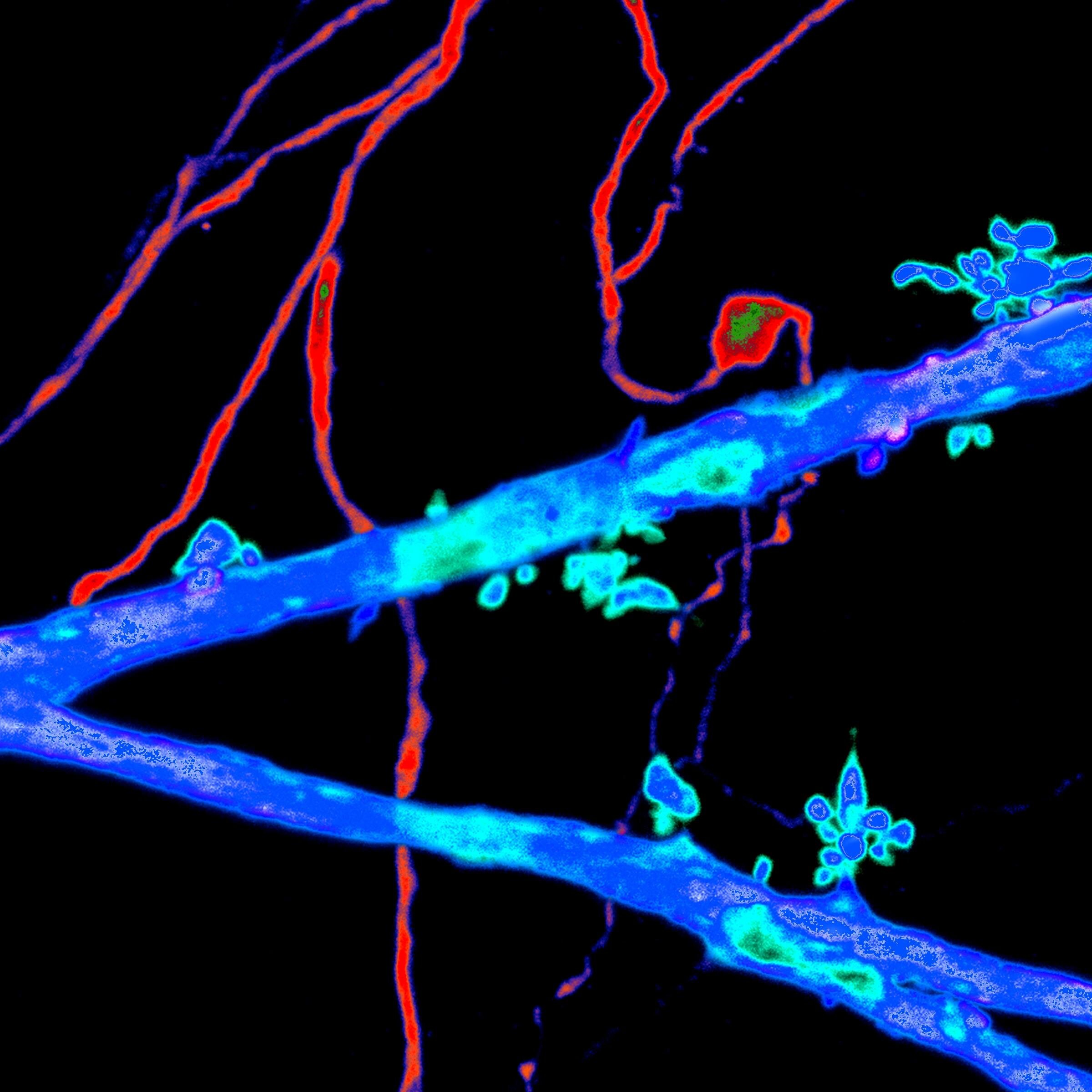 Danzer Lab Profile