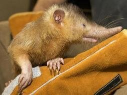 RarosyBonito's profile picture. 