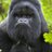alimurray72's profile image