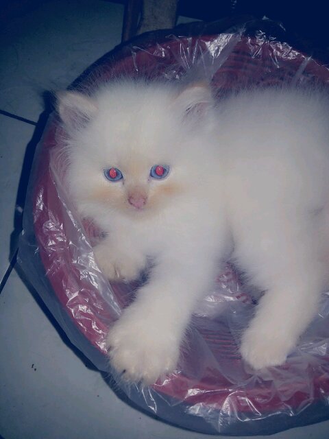 Hidup tak selebar DAUN TELINGA
