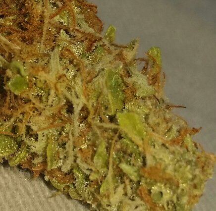 greenpyco's profile picture. I'm a strain reviewer in San Diego California  check out my channel on YouTube