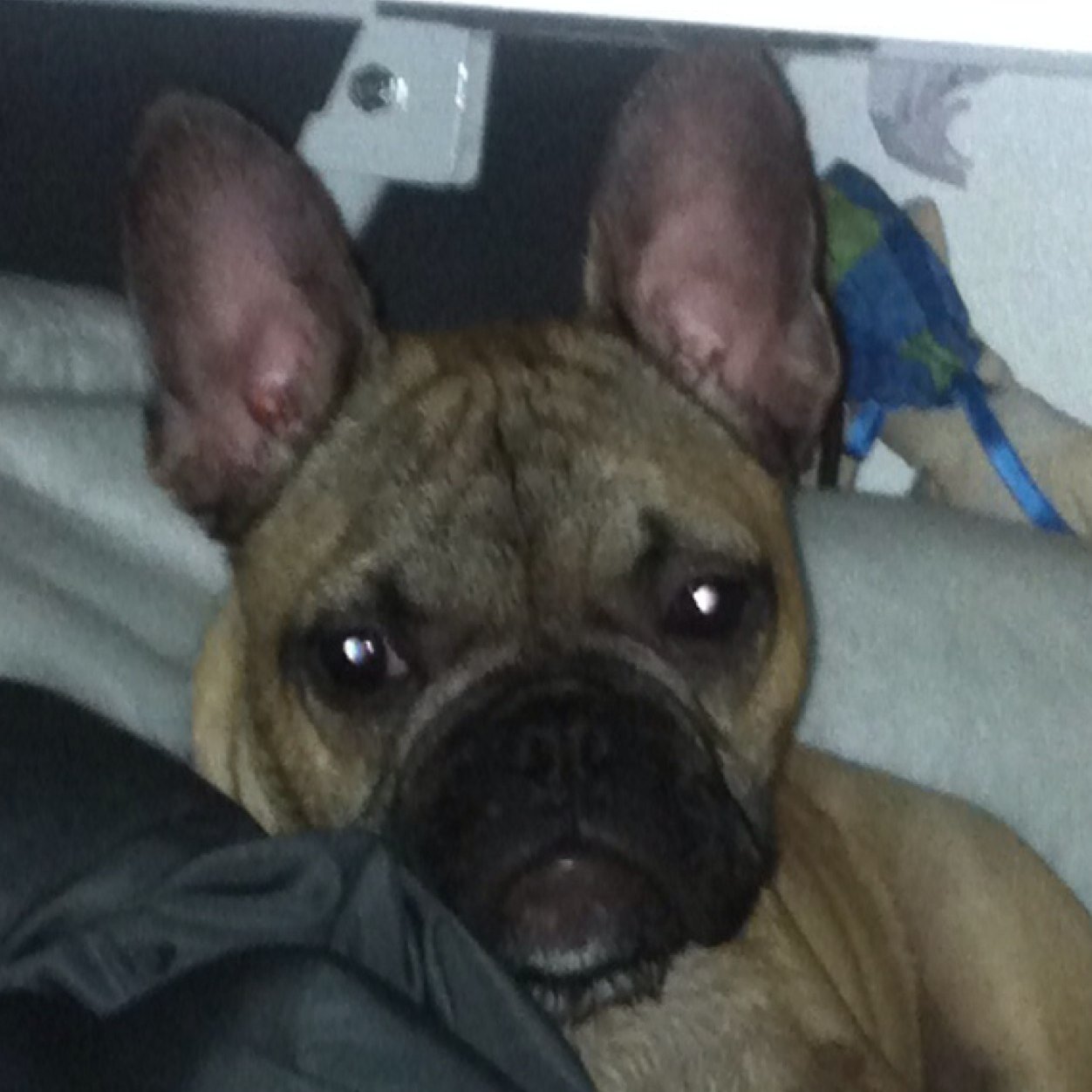 Bert_Hearn's profile picture. I like to bite people playfuly and pee on the floor