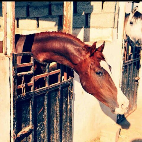 sehmii123's profile picture. 